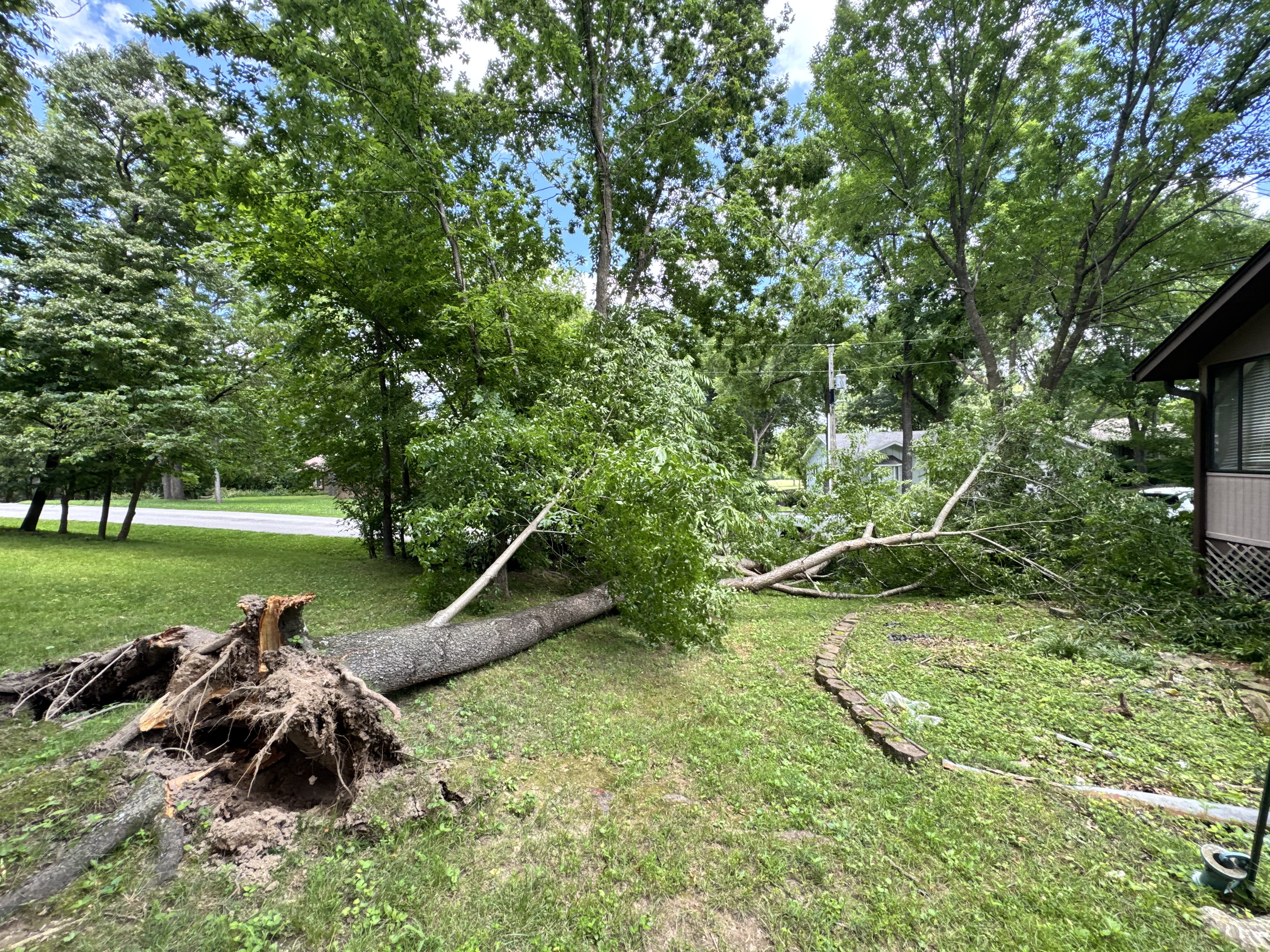 Backyard with Fallen Tree